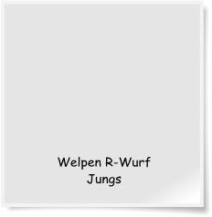 Welpen R-Wurf Jungs