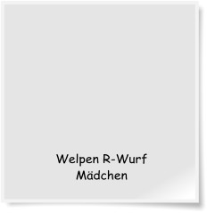 Welpen R-Wurf M�dchen